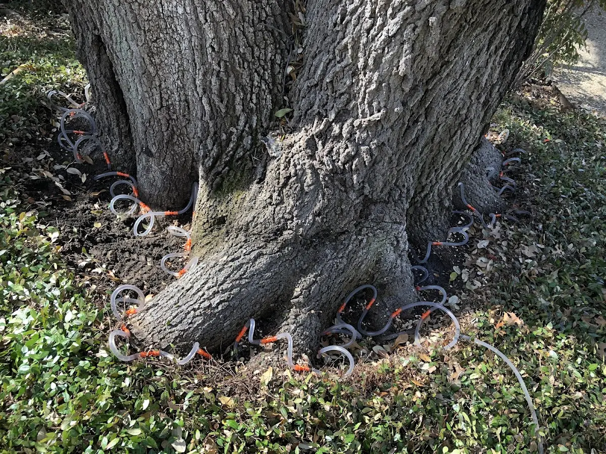 Detailed Tree Cabling and Bracing job site in Littlefork